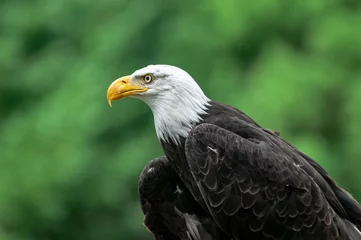 Foto op Plexiglas Aigle à tête blanche  © Nicolas