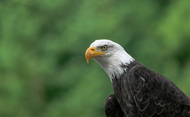 Aigle à tête blanche action 