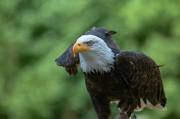 Aigle à tête blanche élant