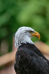 Aigle à tête blanche regarde à droite