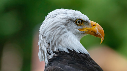 profile aigle à tête blanche 