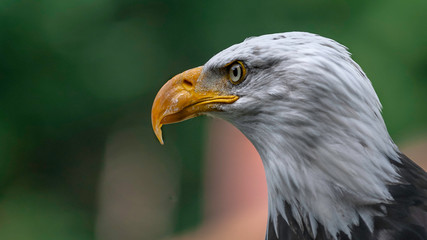 Aigle à tête blanche de profile 