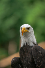 Fototapeta premium Aigle à tête blanche