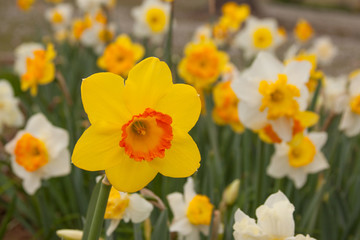 daffodil group