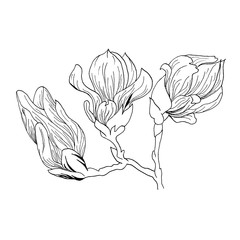 Magnolia flowers drawing and sketch with line-art on white backgrounds