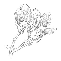 Magnolia flowers drawing and sketch with line-art on white backgrounds