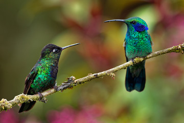 Fiery-throated Hummingbird - Panterpe insignis and Green Violet-ear - Colibri thalassinus
