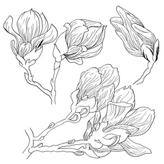 Magnolia flowers drawing and sketch with line-art on white backgrounds