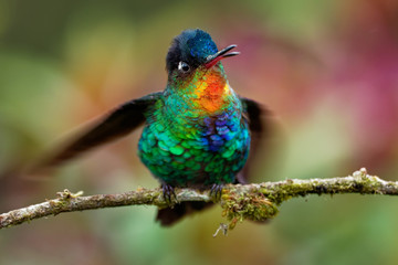 Fiery-throated Hummingbird - Panterpe insignis medium-sized hummingbird breeds only in the mountains of Costa Rica and Panama