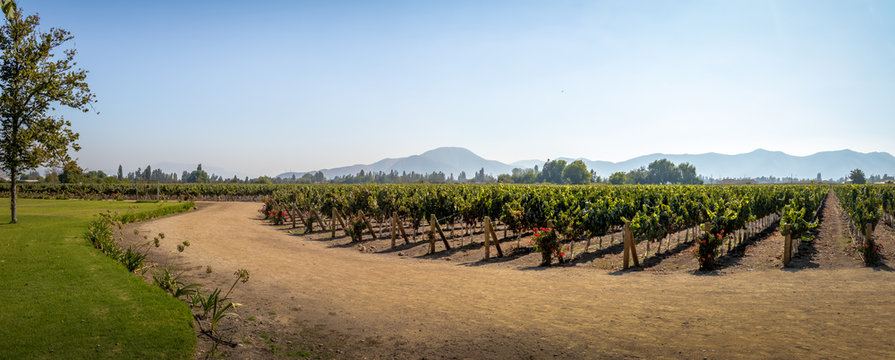 Chilean Vineyard - Santiago, Chile