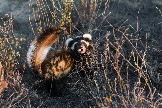 Marbled polecat (Vormela peregusna) juvenile in natural desert habitat