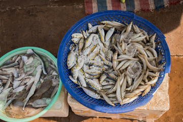 Fresh sardines at the street market in phu quoc vietnam