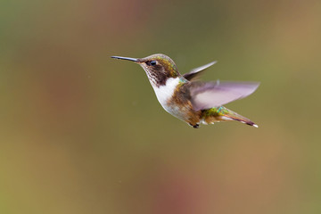 very small hummingbird which breeds only in the mountains of Costa Rica and Chiriqui, Panama