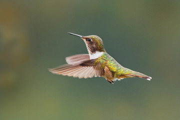 Fototapeta na wymiar very small hummingbird which breeds only in the mountains of Costa Rica and Chiriqui, Panama