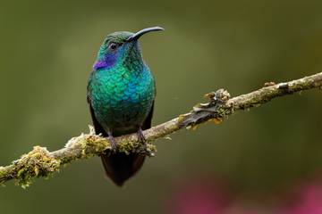 Green (Mexican) Violet-ear - Colibri thalassinus medium-sized, metallic green hummingbird species found in areas from Mexico to Nicaragua