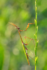 Close up of pair of European mantis ( Mantis religiosa )