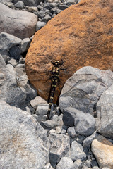A giant dragonfly sits in the sun on a hiking track in Arthurs Pass, New Zealand