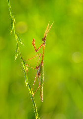 Close up of pair of European mantis ( Mantis religiosa )