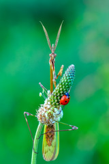 Close up of pair of European mantis ( Mantis religiosa )