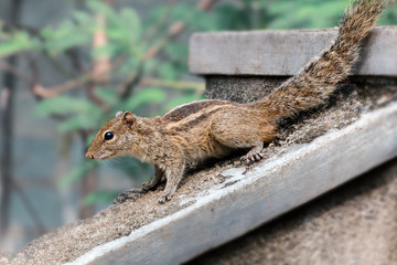 Chipmunk - Indian palm squirrel, three-striped palm squirrel,  woodland animal