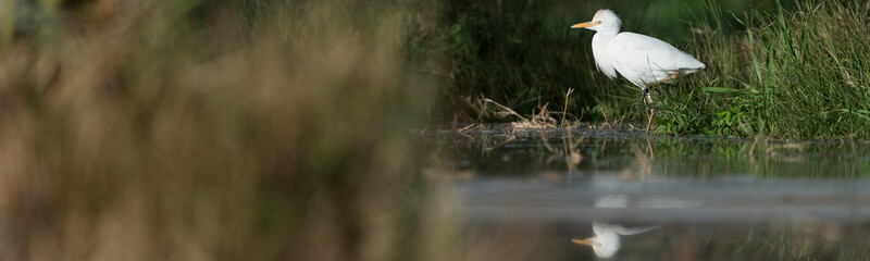 Cattle egret in the Oasis of Bahariya
