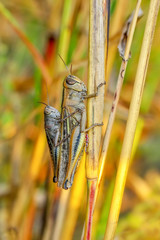 Grasshopper macro in green nature - Stock Image