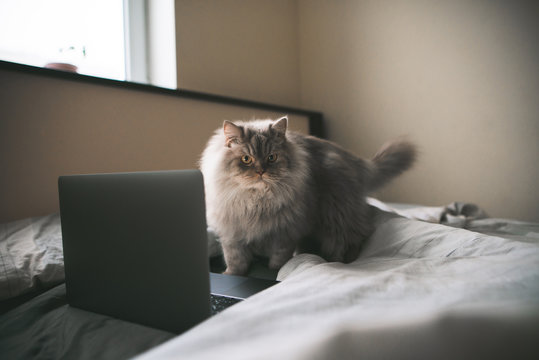 Fluffy gray cat stands on the bed in the bedroom near the laptop. Laptop and a cute cat on a rostella bed. Pets concept.