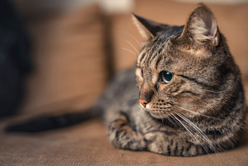 Brown domestic cat relaxing on a cushion or a pillow