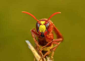 Median wasp (Dolichovespula) portrait - Stock Image