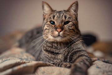 Brown domestic cat relaxing on a cushion or a pillow