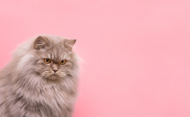 Sorry, unhappy cat, lowered his head down, isolated on a pink background. Sad cat on the pink...