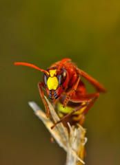 Median wasp (Dolichovespula) portrait - Stock Image
