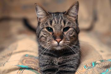 Brown domestic cat relaxing on a cushion or a pillow