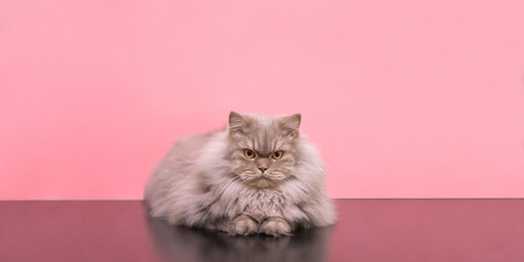 Close-up photo, fluffy beautiful cat is lying and looking into the camera, isolated on a pink background. Gray adult cat lying on a colored background in the studio. Copyspace