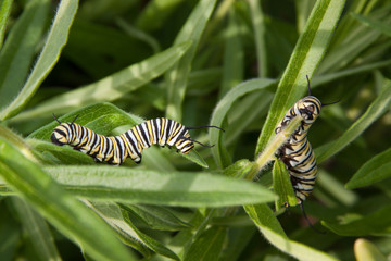 Monarch caterpillar