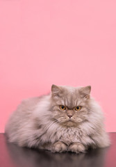 Fototapeta na wymiar Beautiful large fluffy cat on a pink background, focused looking in the camera, posing. Gray adult cat lying on a colored background in the studio. Copyspace