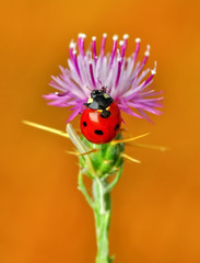 Ladybug on green leaf defocused background