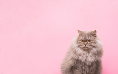 Fototapeta premium Puszysty dorosły kot na białym tle na różowym tle w studio patrząc bokiem na copyspace. Piękny dorosły kot na różowym tle i miejsce na tekst po prawej stronie. Koncepcja zwierzęta, na białym tle