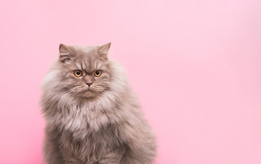 Portrait of a cute fluffy pet, a cat on a pink background looks aside to the place for the text. Gray adult cat isolated on a pink background. Copyspace