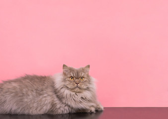 Portrait of a fluffy gray cat lying on a pastel pink background and looking up. A pet is isolated on a pink background. A gray cat poses on the camera in the studio.