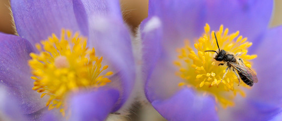 Sasanka osa © Cezary