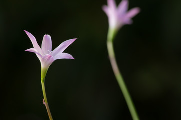  onion flower