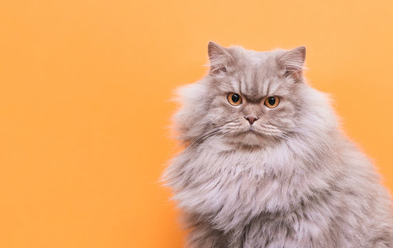 Portrait of a cute fluffy pet, a cat on a orange background looks into the camera. Gray adult cat isolated on a orange background. Copyspace. Pet concept.