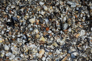 Pebbles,shells , sunlight and ripple patterns on the sea