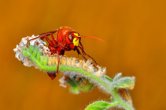 Median wasp (Dolichovespula) portrait - Stock Image