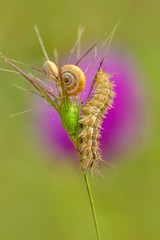 Сaterpillar of swallowtail - Stock Image