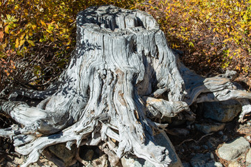 wood stumps and old trees