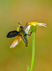 Jewel Beetles (Ehrenbergi's ) insect