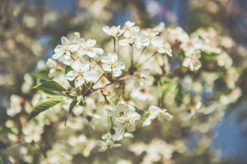 Picture of beautiful tree blossom, abstract natural background, spring day, little pink flowers on tree branch, blurred background blue sky and green grass in spring