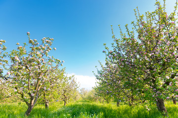 Picture of beautiful tree blossom, abstract natural background, spring day, little pink flowers on tree branch, blurred background blue sky and green grass in spring